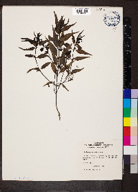 Melampyrum sylvaticum image