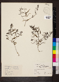 Melampyrum sylvaticum image