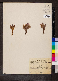 Orobanche californica image