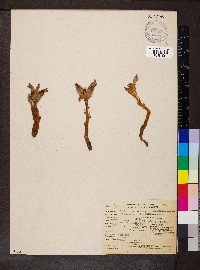 Orobanche californica image