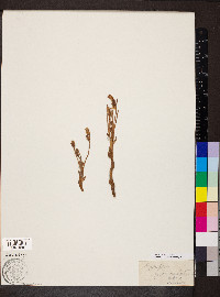 Orobanche fasciculata image