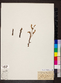 Orobanche fasciculata image