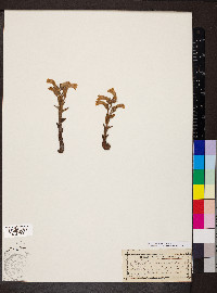 Orobanche fasciculata image