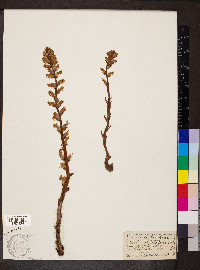 Orobanche hederae image