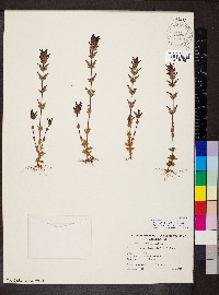Parentucellia latifolia image