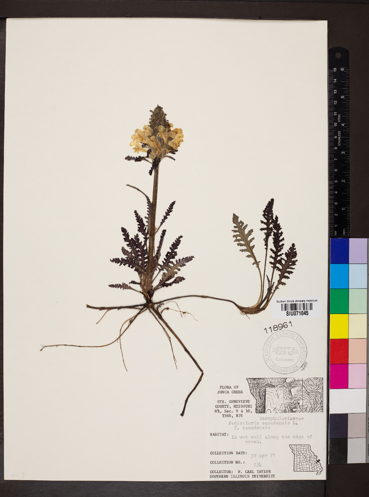 Pedicularis canadensis f. canadensis image