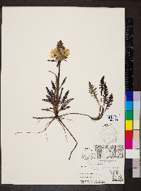 Pedicularis canadensis f. canadensis image