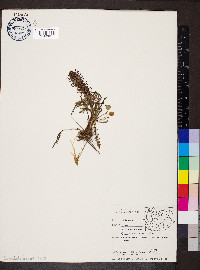 Pedicularis groenlandica image