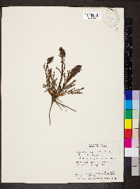 Pedicularis groenlandica image