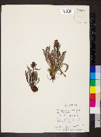 Pedicularis groenlandica image