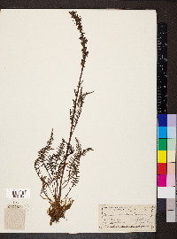 Pedicularis groenlandica image