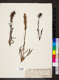 Pedicularis groenlandica image