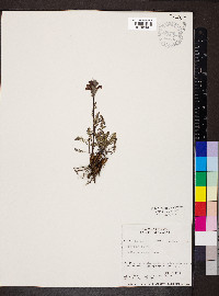 Pedicularis parryi image