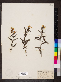 Pedicularis racemosa image