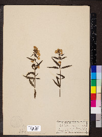 Pedicularis racemosa image