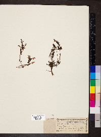 Pedicularis sylvatica image