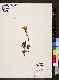 Pedicularis elongata image