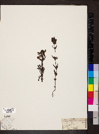 Pedicularis palustris image