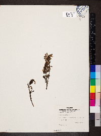 Pedicularis palustris image