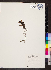 Pedicularis palustris image