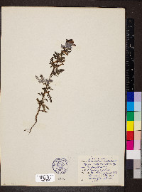 Pedicularis palustris image