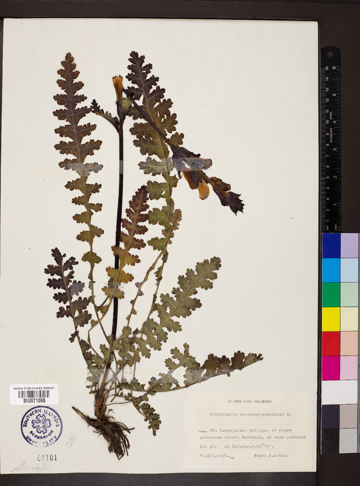 Pedicularis sceptrum-carolinum image