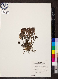 Pedicularis verticillata image