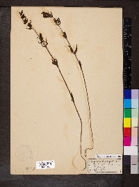 Rhinanthus minor image