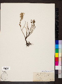 Triphysaria eriantha image