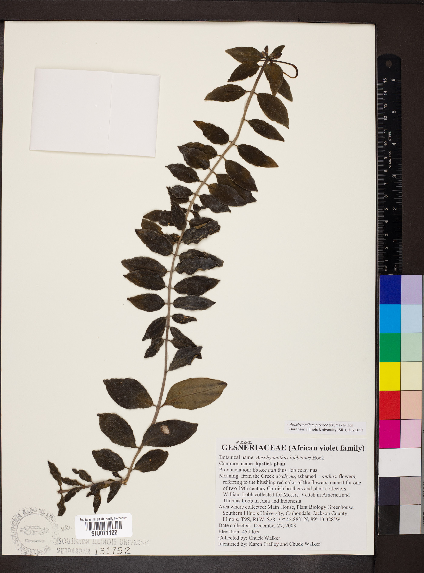 Aeschynanthus pulcher image