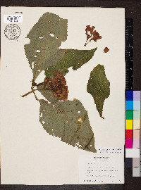 Chrysothemis pulchella image