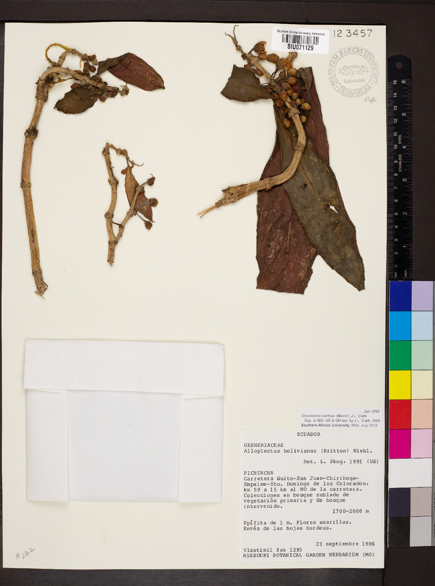 Glossoloma herthae image