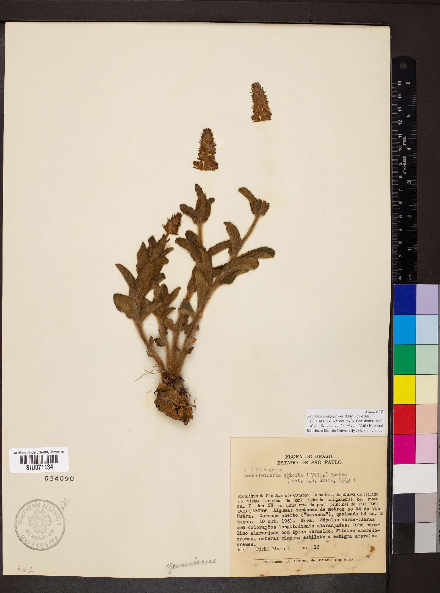 Sinningia allagophylla image