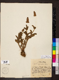 Sinningia allagophylla image