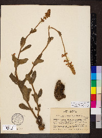 Sinningia allagophylla image