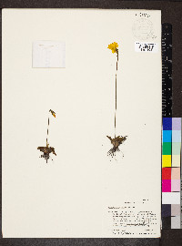 Pinguicula lutea image