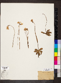 Pinguicula planifolia image