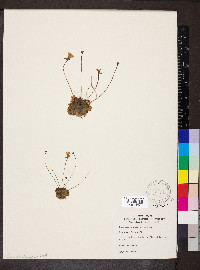 Pinguicula pumila image