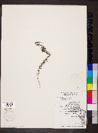 Utricularia gibba image