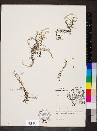 Utricularia gibba image