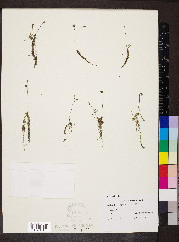 Utricularia gibba image