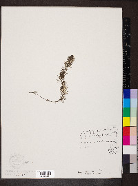 Utricularia intermedia image