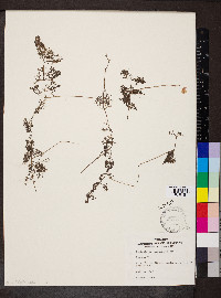 Utricularia purpurea image