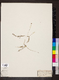 Utricularia subulata image