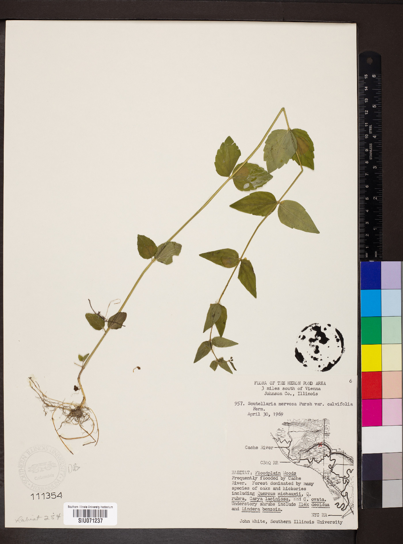 Scutellaria nervosa var. calvifolia image