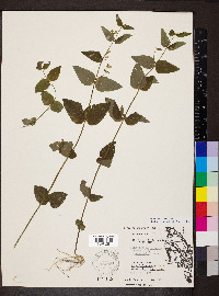 Scutellaria nervosa image