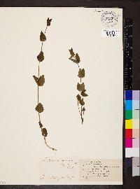 Scutellaria nervosa image