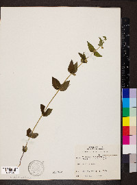 Scutellaria nervosa image