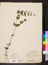 Scutellaria nervosa image