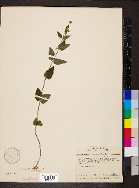 Scutellaria nervosa image